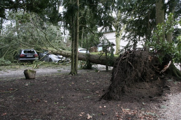 tree was not very good attached to the ground